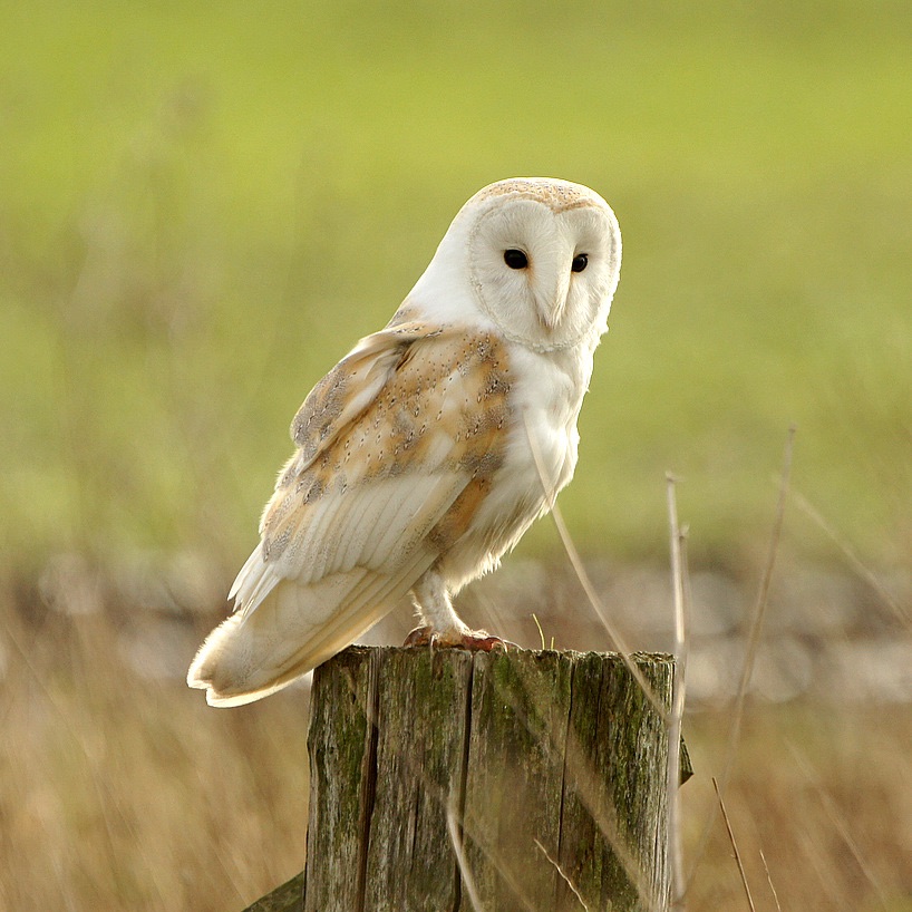 Barn Owl